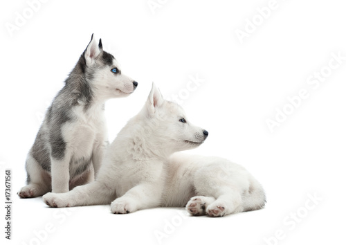 Shot of two adorable Siberian husky puppies isolated on white looking at the copyspace.