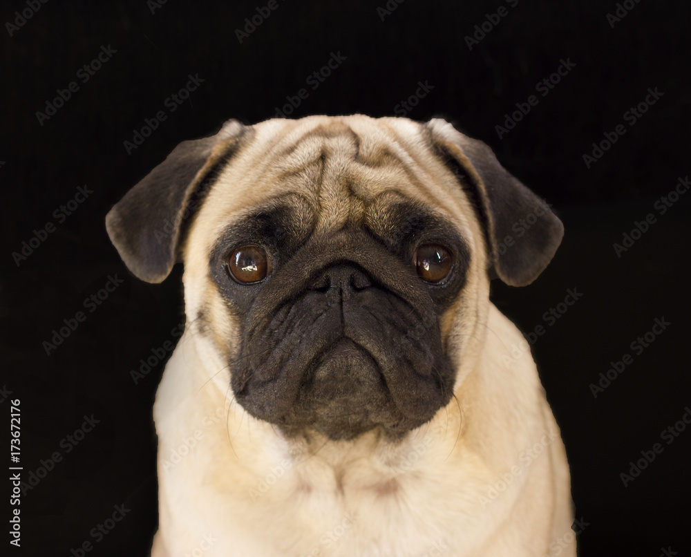 Sad dog pug on a black background
