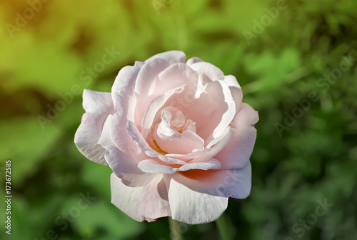 Beautiful pale-pink Rose flower. photo