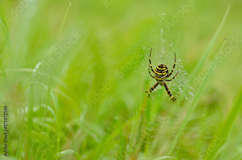 Wasp spider (Argiope bruennichi) on the web. Hunting spider close-up