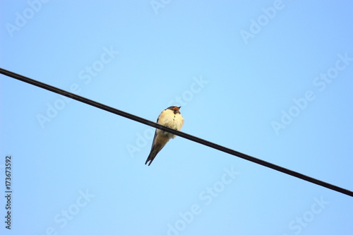 Swallow on wire © Simun Ascic