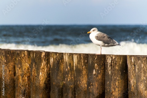 Seagull sitting on a wooden stake in the sea. Birds on the Baltic Sea coast. Rest on the breakwater.
