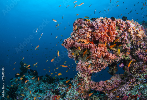 Colourful soft corals cover an archway, Maldives.