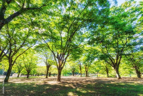 代々木公園の木漏れ日