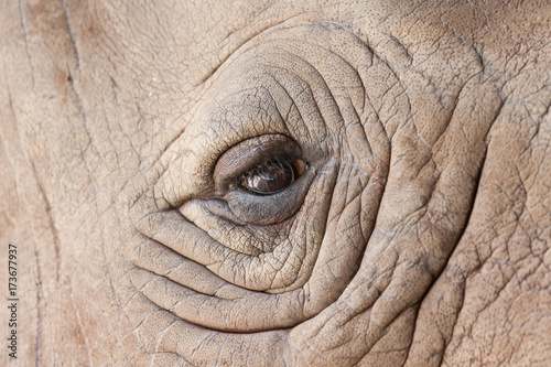 Rhinocerous eyes © beerphotographer