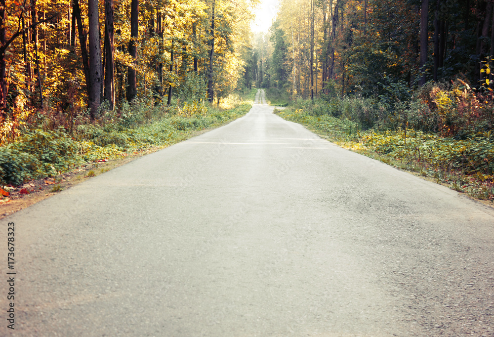 Bright autumn landscape. Autumn trees along the forest road. Bright autumn landscape. Autumn trees along the forest road.