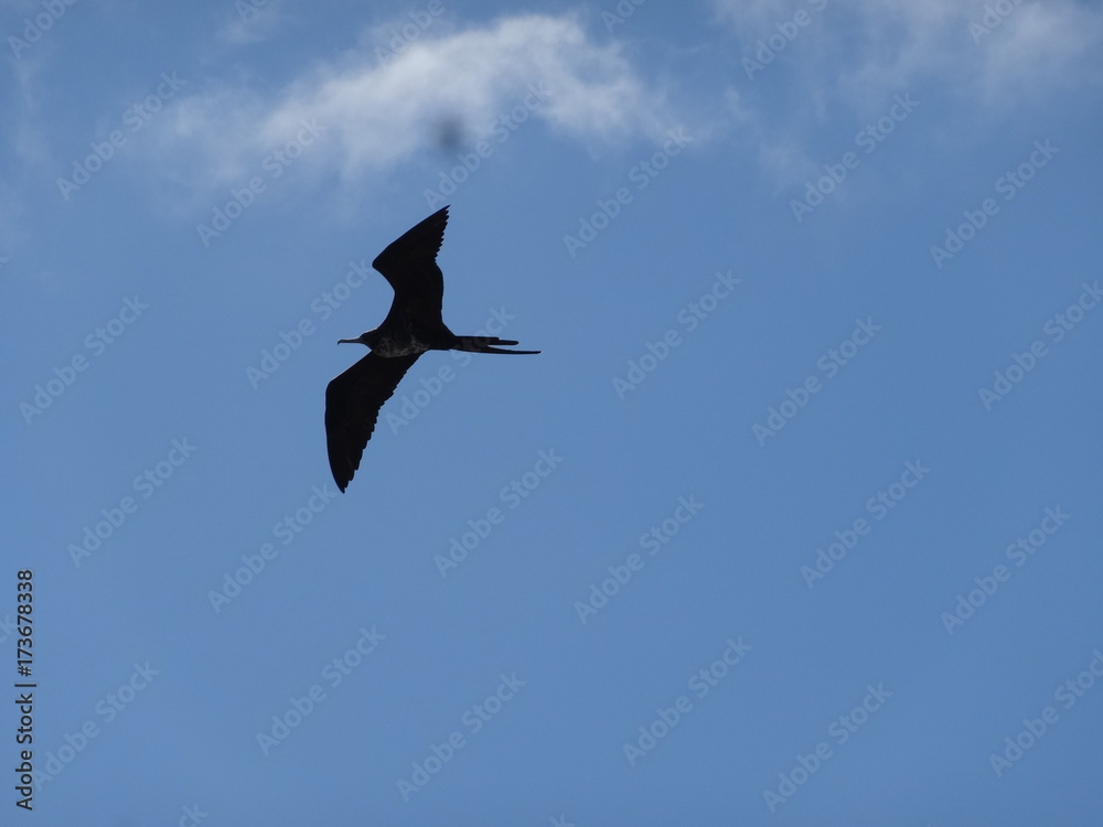 Fototapeta premium Fregattvogel in freier Wildbahn