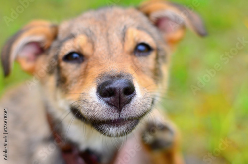 Fényképezés Portrait of a smiling dog