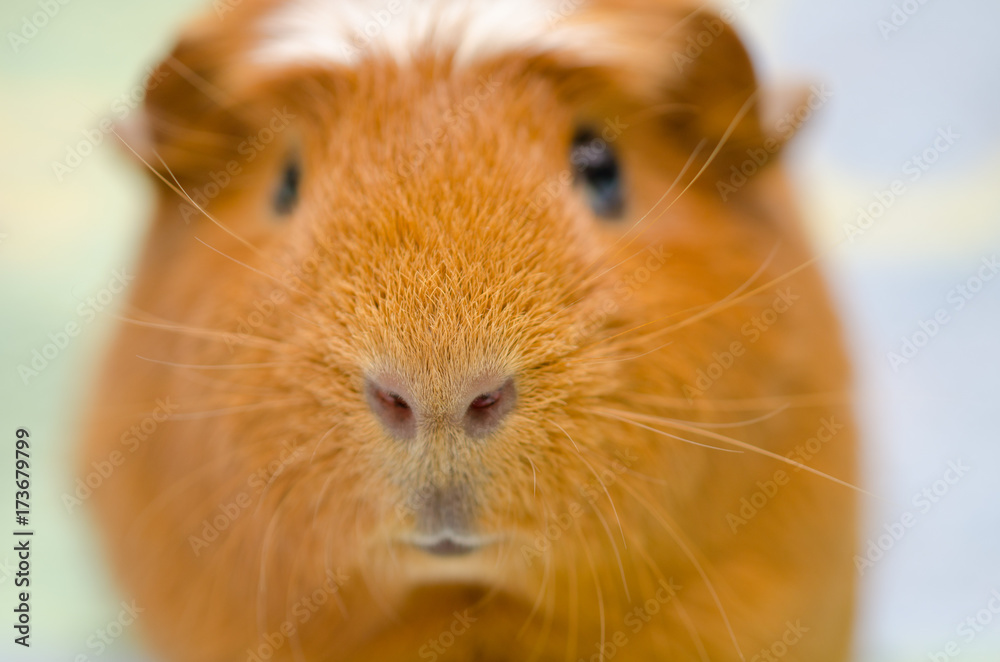 Portrait of a cute little guinea pig against a bright background (selective focus on the guinea pig nose) Portrait of a cute little guinea pig against a bright background (selective focus on the guinea pig nose)