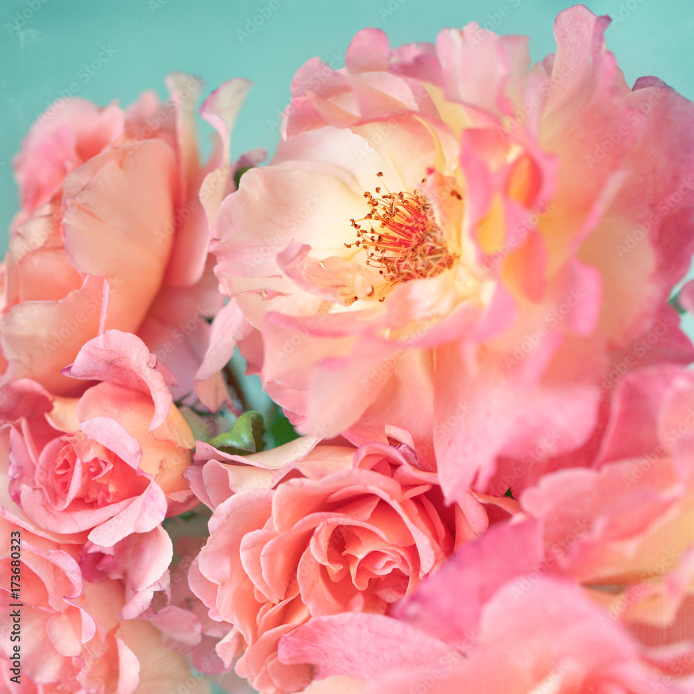 Close-up floral composition with a pink roses .Many beautiful fresh pink roses . 