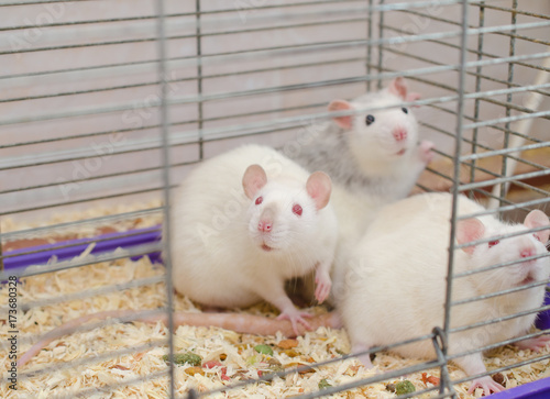 Scared laboratory rats in a cage, selective focus on one of the rats