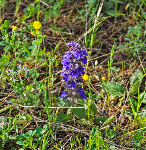 Wild meadow flower blooming with purple flowers