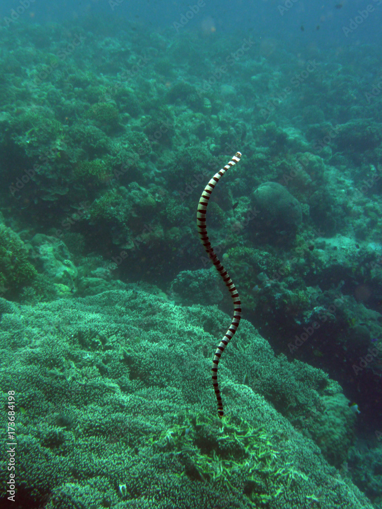 Senkrecht schwimmende Wasserschlange