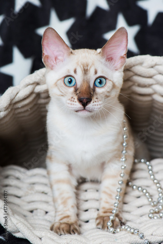 Fototapeta Naklejka Na Ścianę i Meble -  Bengalkatze