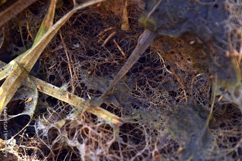 Wurzelgeflecht, Wurzelgewirr von Teichpflanzen mit Algen, Wurzeln im Teich © Martina Simonazzi