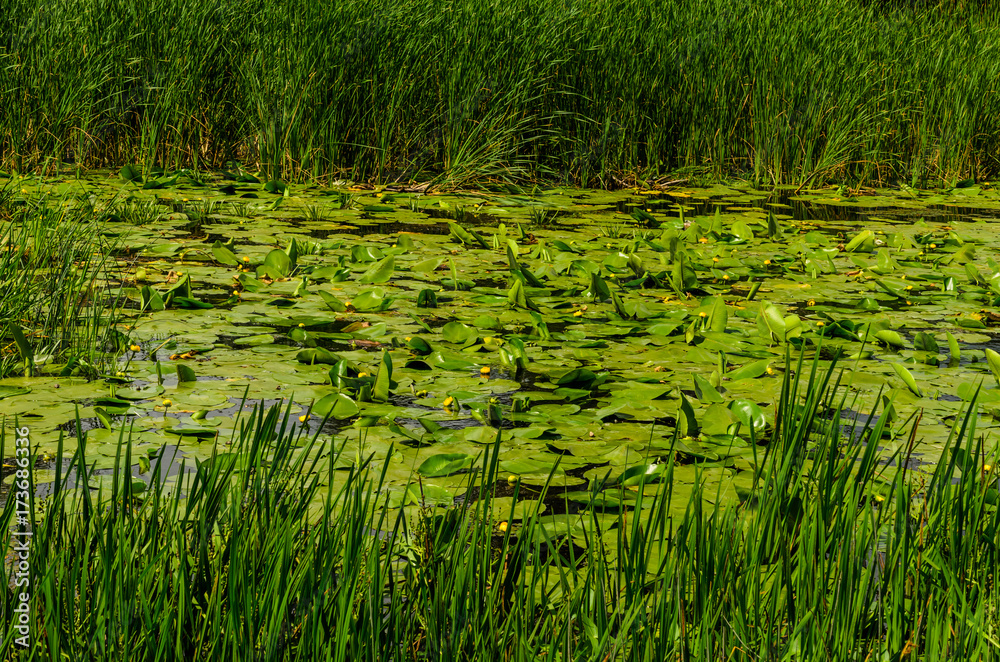 Obraz premium Water lilies on surface of the river