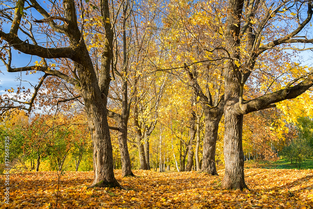 Fototapeta premium Pathway in the sunny autumn park