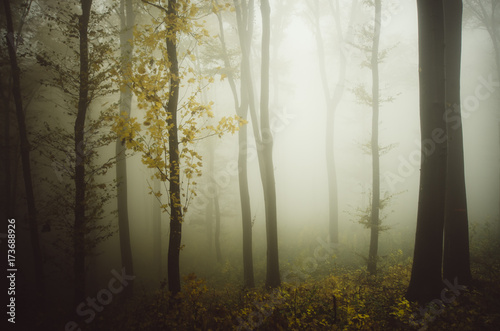 misty forest in autumn natural background