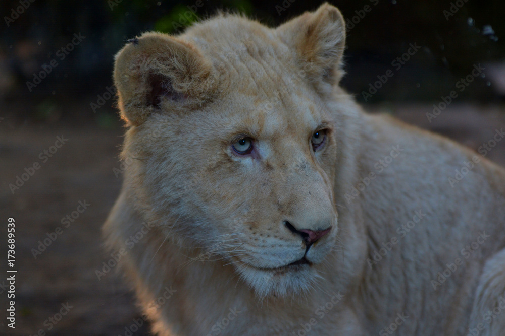 Obraz premium lion petit lionceau