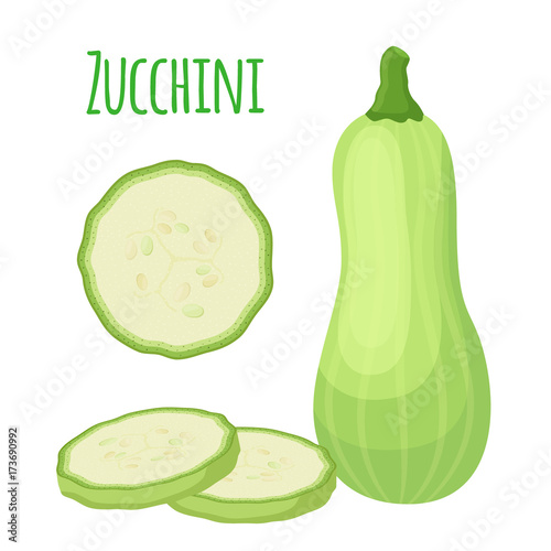 Fresh zucchini squash, vegetarian vegetable. Cartoon flat style. Vector illustration