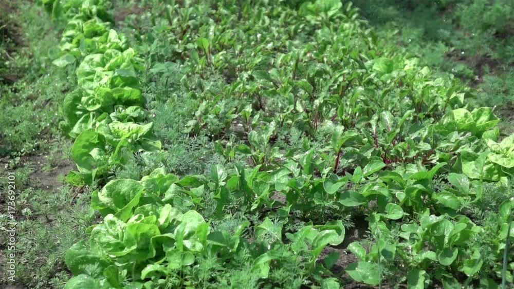 High quality video of watering vegetable garden in real 1080p slow motion 250fps High quality video of watering vegetable garden in real 1080p slow motion 250fps