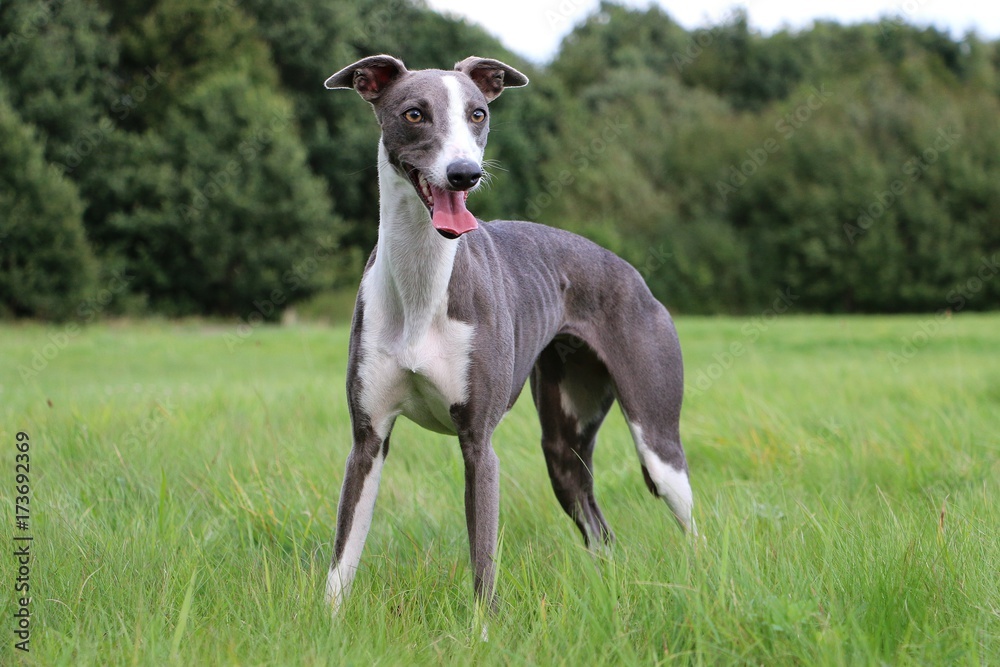 Whippet steht im Park und will spielen Whippet steht im Park und will spielen