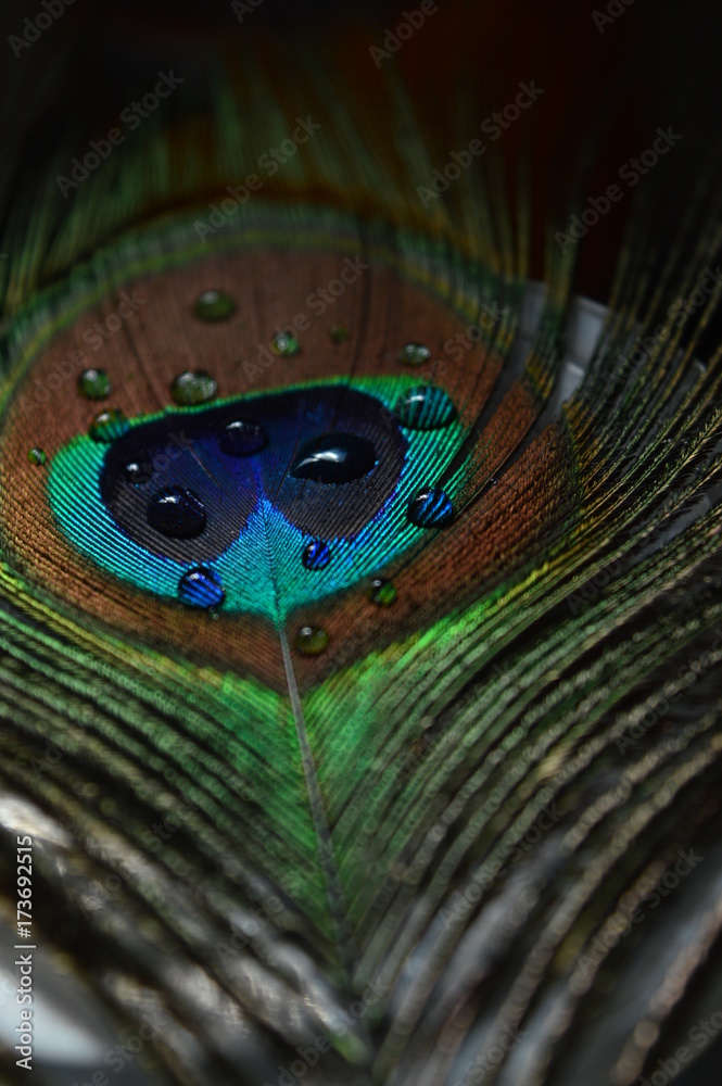 Naklejka premium water drops on peacock feather..