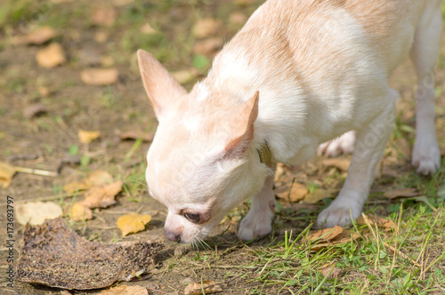 Chihuahua dog Close-up © vizland
