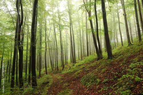 Fototapeta Naklejka Na Ścianę i Meble -  Early autumn beech forest on a foggy, rainy day