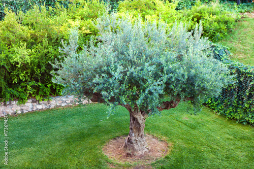 Young olive tree grows in garden