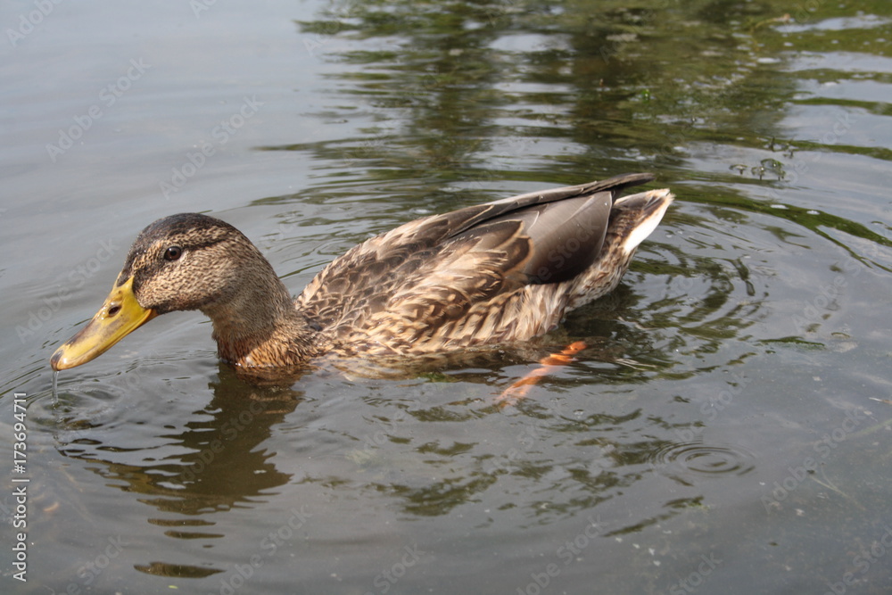 Fototapeta premium Duck on the river