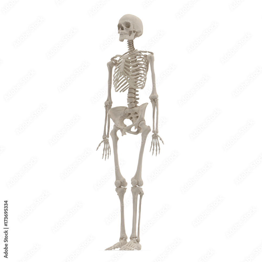 medical accurate female skeleton on white. 3D illustration