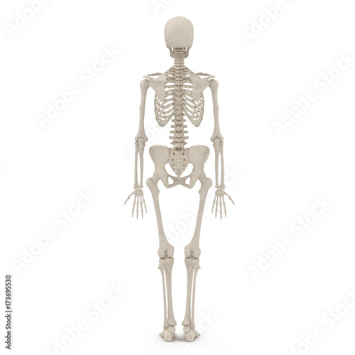medical accurate female skeleton on white. 3D illustration © 2dmolier