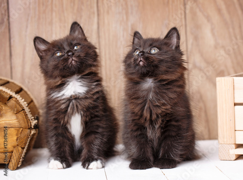 Fotografija Two funny and cute black Kurilian Bobtail cats are sitting.