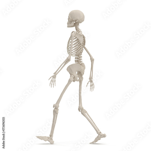 Human Female Skeleton walking pose on white. 3D illustration