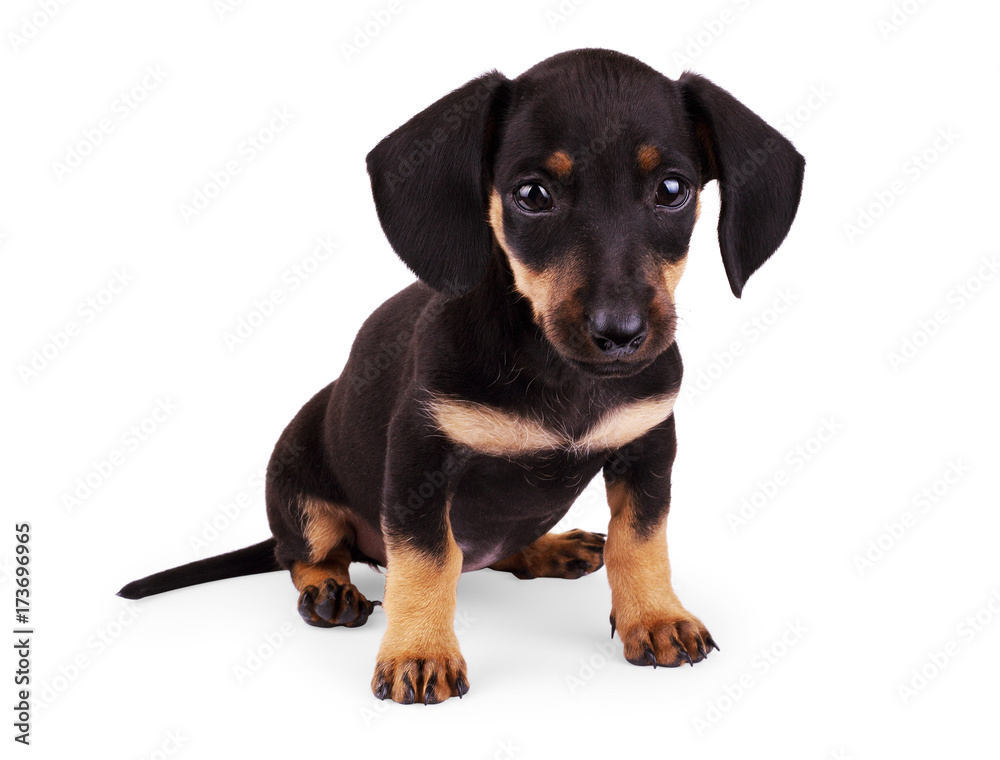 Portrait of black puppy dachshund with sad look over white background with copy space