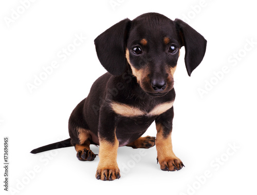 Portrait of black puppy dachshund with sad look over white background with copy space