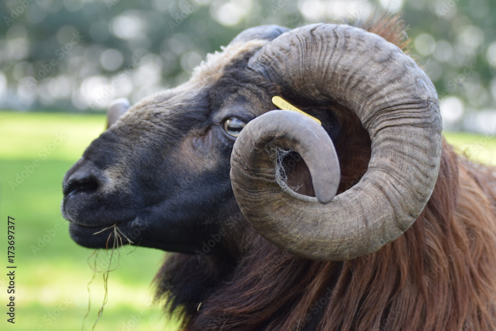 Big horned goat Big horned goat