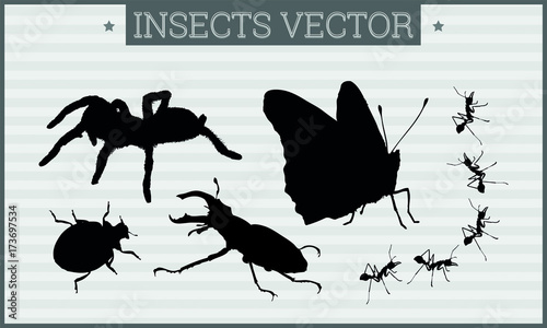 Insekten auf der Jagd