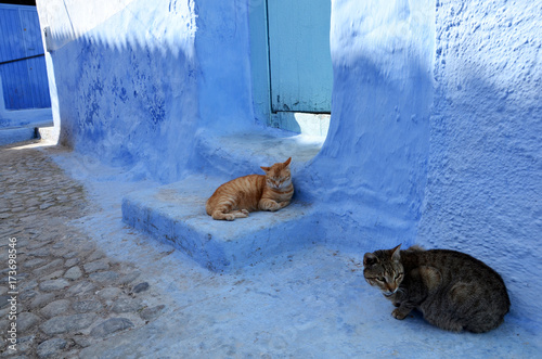 deux chat orange et gris foncé dans les ruelles de chefchaouen © nejhy