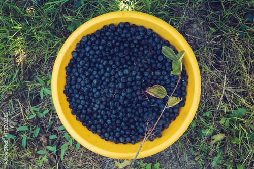 Handpicked aronia berries