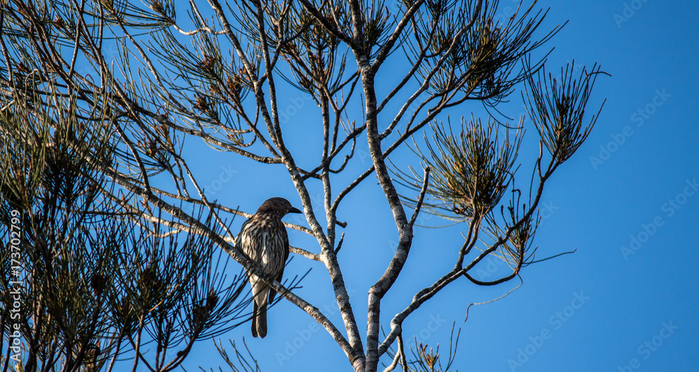 Australian native wattlebird perched on tree branch against blue sky Australian native wattlebird perched on tree branch against blue sky