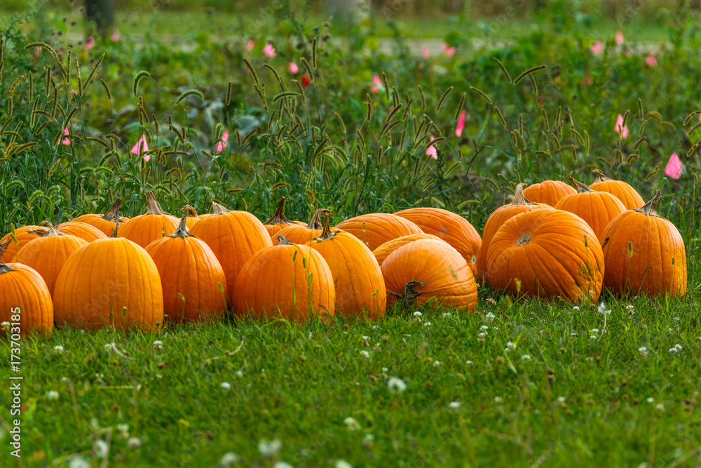 more harvested pumpkins lined up next to the garden more harvested pumpkins lined up next to the garden