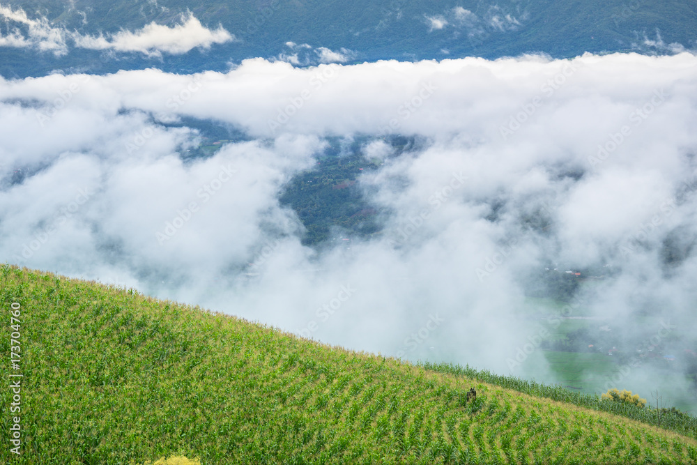 Vegetables in the agricultural fields of rural with low fog over the mountain. At Meacham Chiangmai province Thailand. Vegetables in the agricultural fields of rural with low fog over the mountain. At Meacham Chiangmai province Thailand.