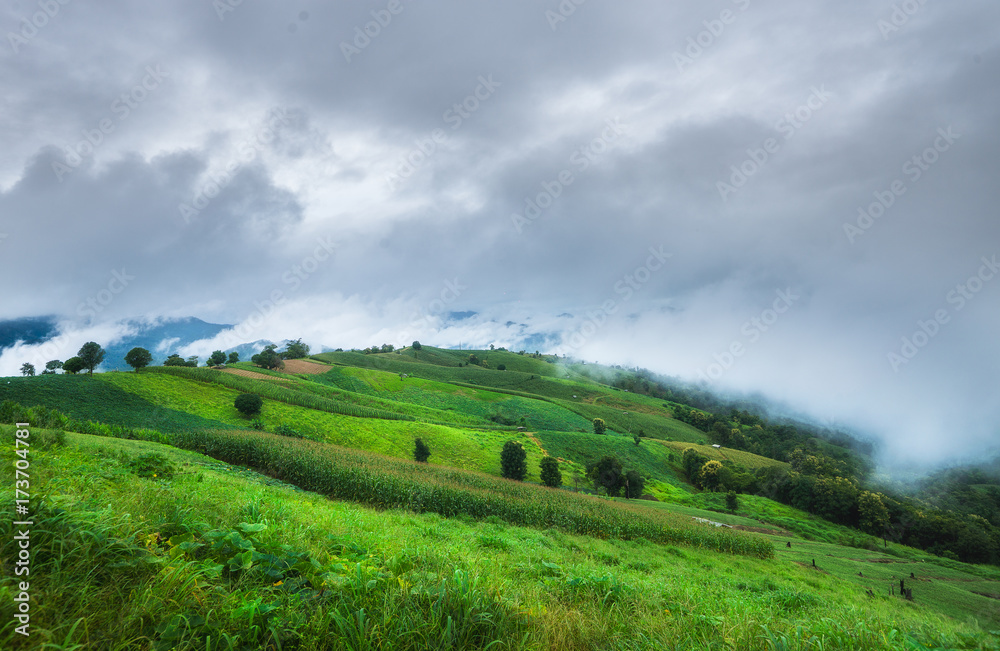 Vegetables in the agricultural fields of rural with low fog over the mountain. At Meacham Chiangmai province Thailand. Vegetables in the agricultural fields of rural with low fog over the mountain. At Meacham Chiangmai province Thailand.