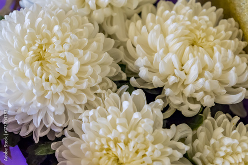 chrysanthemum