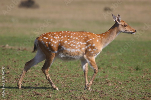 Deer. Zakarpattia Region, Ukraine. 2017