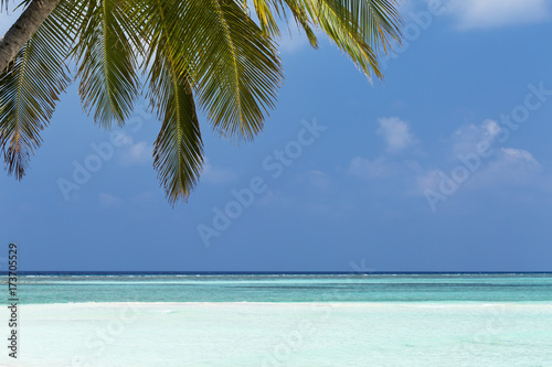 Fototapeta Naklejka Na Ścianę i Meble -  Coconut palm tree on Maldives island