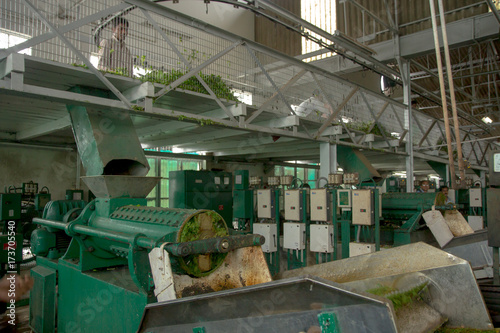 Inside a tea factory in Assam. India