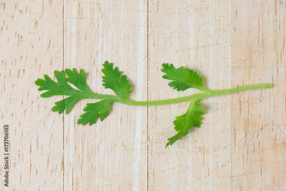 Fresh green coriander leaves on wooden table.Wonderful leaves use for adding flavor to meal. Fresh green coriander leaves on wooden table.Wonderful leaves use for adding flavor to meal.